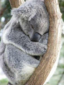Koala sleeping